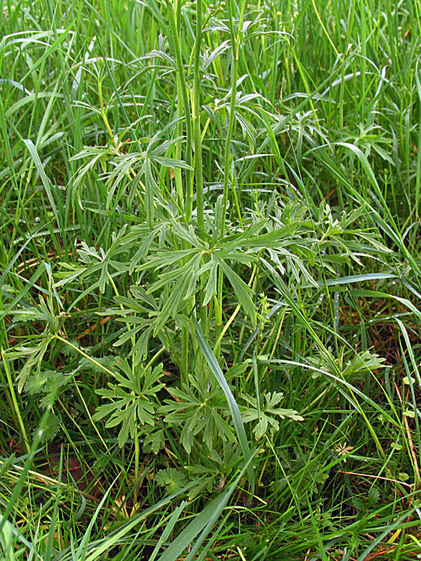 Ranunculus acris L / Ranuncolo comune